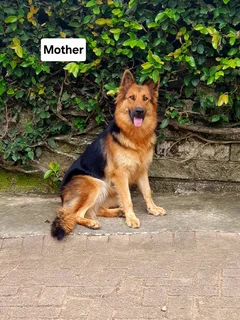 Pure Bred German shepherd puppies