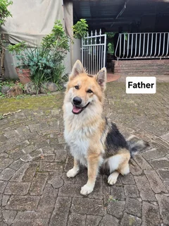 Pure Bred German shepherd puppies