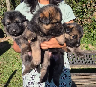 Pure Bred German shepherd puppies