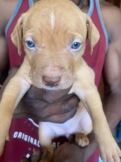 Boxer/Lab Puppies
