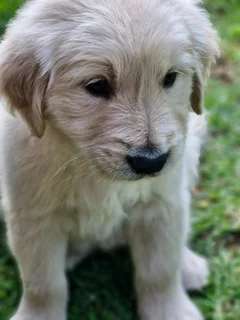 Golden retriever pups