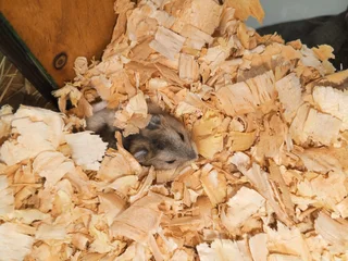 Russian Dwarf Hamsters
