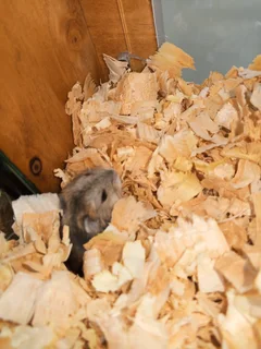 Russian Dwarf Hamsters