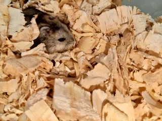 Russian Dwarf Hamsters
