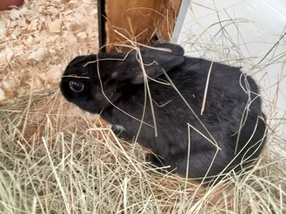 Rabbits - Ad posted by Propellant Flowbins