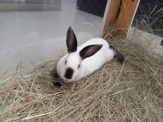 Rabbits - Ad posted by Propellant Flowbins