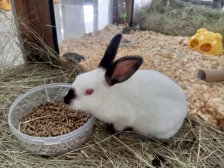 Rabbits - Ad posted by Propellant Flowbins