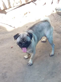 Pet - Ad posted by Rodger