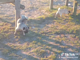 Pet - Ad posted by Rodger