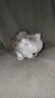 Purebred Persian Chinchilla