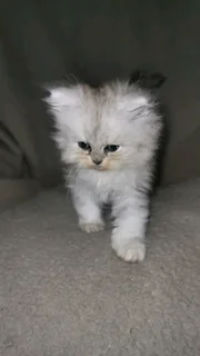 Purebred Persian Chinchilla