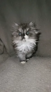 Purebred Persian Chinchilla