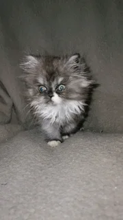 Purebred Persian Chinchilla