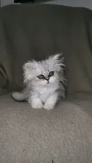 Purebred Persian Chinchilla