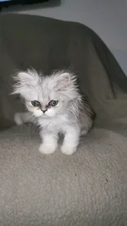 Purebred Persian Chinchilla