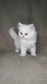 Purebred Persian Chinchilla Kittens