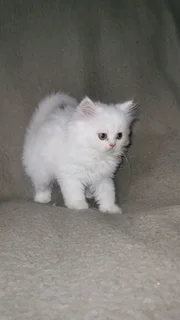 Purebred Persian Chinchilla Kittens