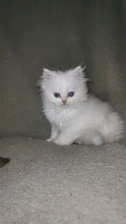 Purebred Persian Chinchilla Kittens