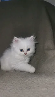 Purebred Persian Chinchilla Kittens