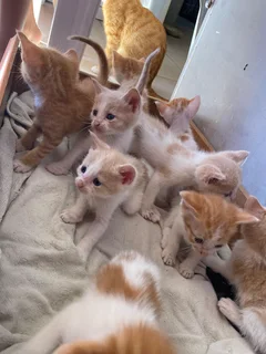 Kittens - Ad posted by monique smith