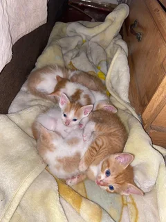 Kittens - Ad posted by monique smith