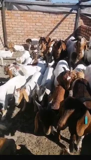 Castrated male goats for sale