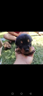 Puppies - Ad posted by Marolien Viljoen