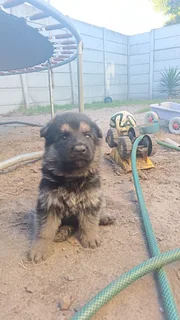 German Shepherd puppies