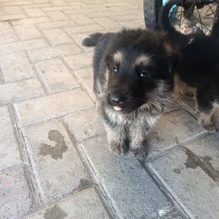German Shepherd puppies
