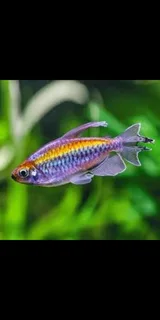 Congo tetra