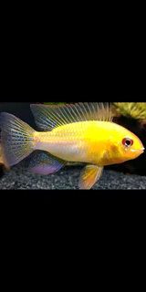 Golden ram cichlid