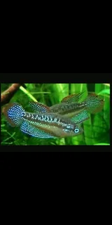 Assorted fish for sale