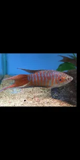 Assorted fish for sale