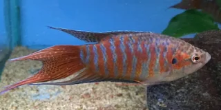 Assorted fish for sale