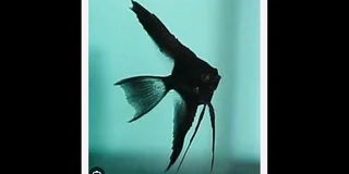 Assorted fish for sale