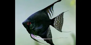 Assorted fish for sale