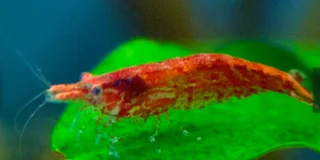 Assorted fish for sale