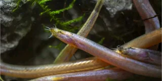 Assorted fish for sale