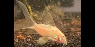 Assorted fish for sale