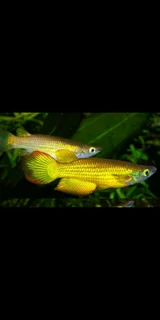 Panchax killifish