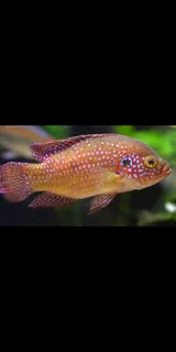 Red jewels cichlid
