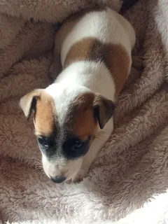 Puppies - Ad posted by Petro Van Schalkwyk