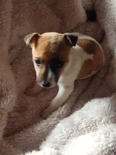 Puppies - Ad posted by Petro Van Schalkwyk