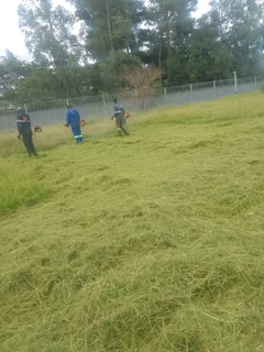 Tawanatree fellingand grass cutting