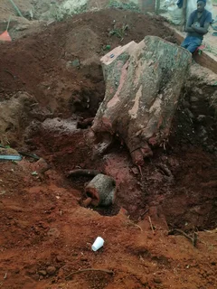 Tawana tree felling and grass cutting