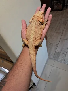 2 Bearded dragons