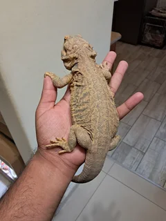 2 Bearded dragons