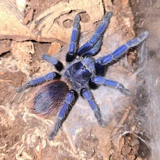 Brazilian blue slings