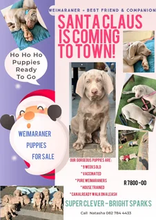 Weimaraners Puppies ( only 4 Left)