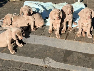 Weimaraners Puppies ( only 4 Left)
